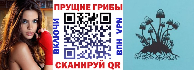 мега маркетплейс  где купить   Курск  Галлюциногенные грибы Psilocybine cubensis 